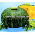 Chinese Hot Sale Hybrid F1 Green/Dark Green/Red Pumpkin Seeds For Sale